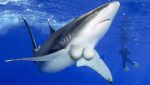 Pon un Tiburón en tu Vida: Desafíate, Busca el ÉXITO de un Modo Diferente